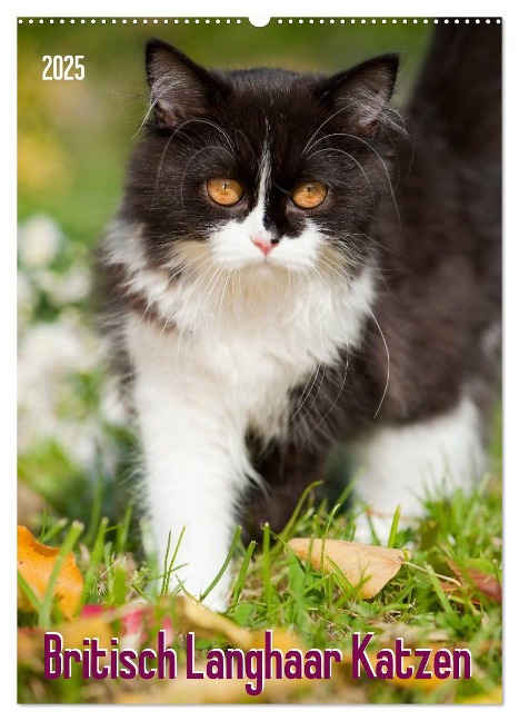 Britisch Langhaar Katzen (Wandkalender 2025 DIN A2 hoch), CALVENDO Monatskalender - Judith Dzierzawa