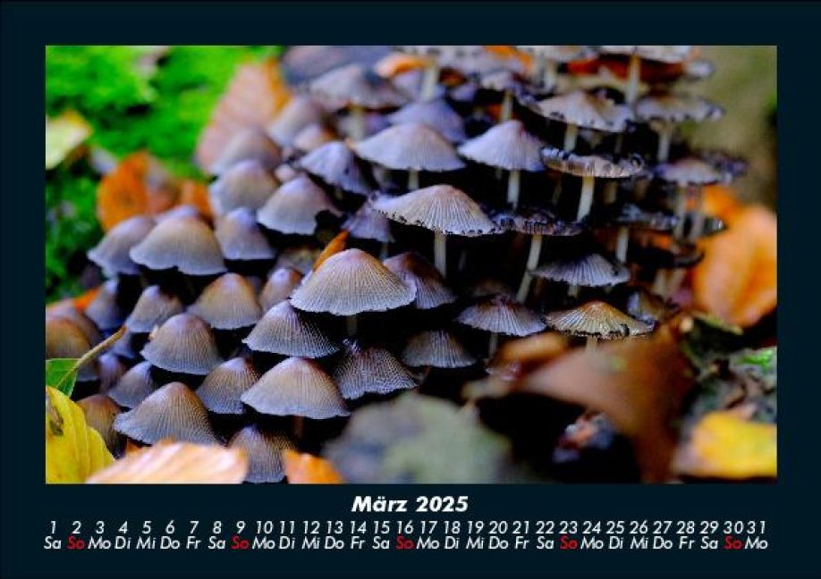 InsideView 7