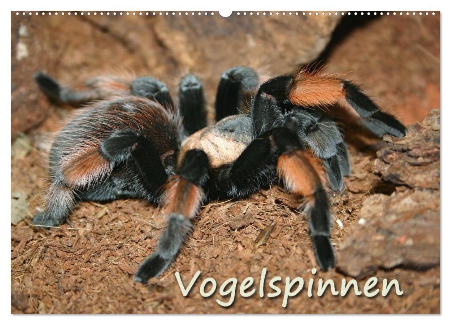 Vogelspinnen (Wandkalender 2025 DIN A2 quer), CALVENDO Monatskalender - Barbara Mielewczyk
