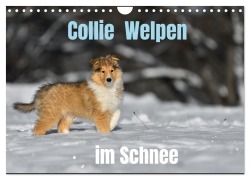 Cover-Bild zum Titel 'Collie Welpen im Schnee (Wandkalender 2026 DIN A4 quer), CALVENDO Monatskalender' von 'Yvonne Janetzek'