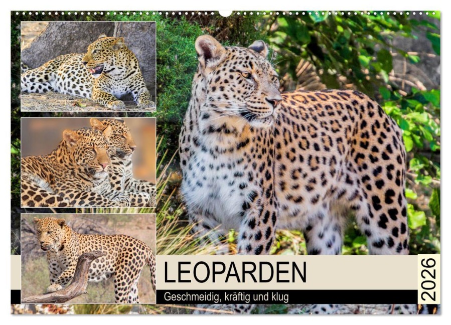 Leoparden. Geschmeidig, kräftig und klug (Wandkalender 2026 DIN A2 quer), CALVENDO Monatskalender - Rose Hurley