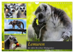 Cover-Bild zum Titel 'Lemuren die süßen Bewohner Madagaskars (Wandkalender 2026 DIN A4 quer), CALVENDO Monatskalender' von 'Tanja Riedel'