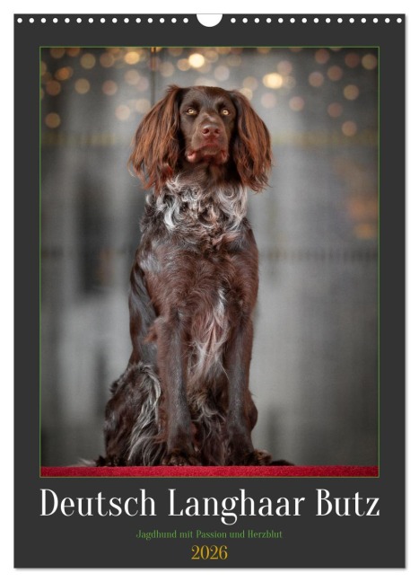 Deutsch Langhaar Butz - Jagdhund mit Passion und Herzblut (Wandkalender 2026 DIN A3 hoch), CALVENDO Monatskalender - Nadine Gerlach