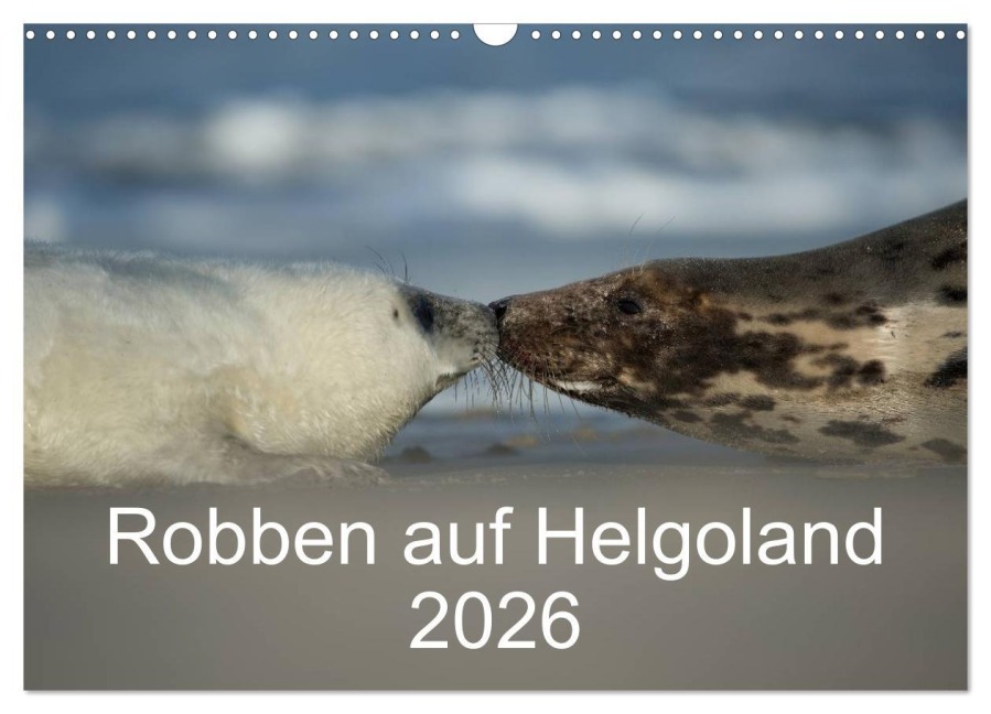 Robben auf Helgoland 2026 (Wandkalender 2026 DIN A3 quer), CALVENDO Monatskalender - Stefan Leimer