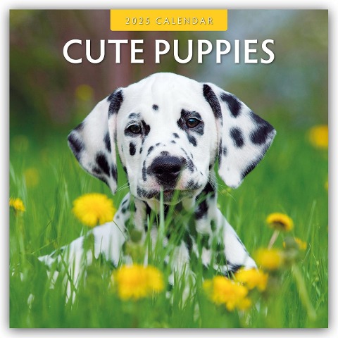 Cute Puppies - Niedliche Hundewelpen 2025 - 16-Monatskalender - Robin Red