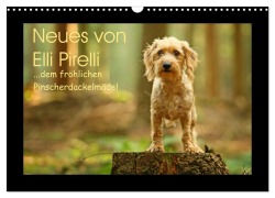 Neues von Elli Pirelli, dem fröhlichen Pinscherdackelmädel (Wandkalender 2025 DIN A3 quer), CALVENDO Monatskalender - Kathrin Köntopp