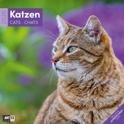 Katzen Broschürenkalender 2026 - 30x30 - Art12 - 