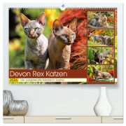 Devon Rex Katzen. Der aufgeweckte Kobold im Garten (hochwertiger Premium Wandkalender 2026 DIN A2 quer), Kunstdruck in Hochglanz - Rose Hurley