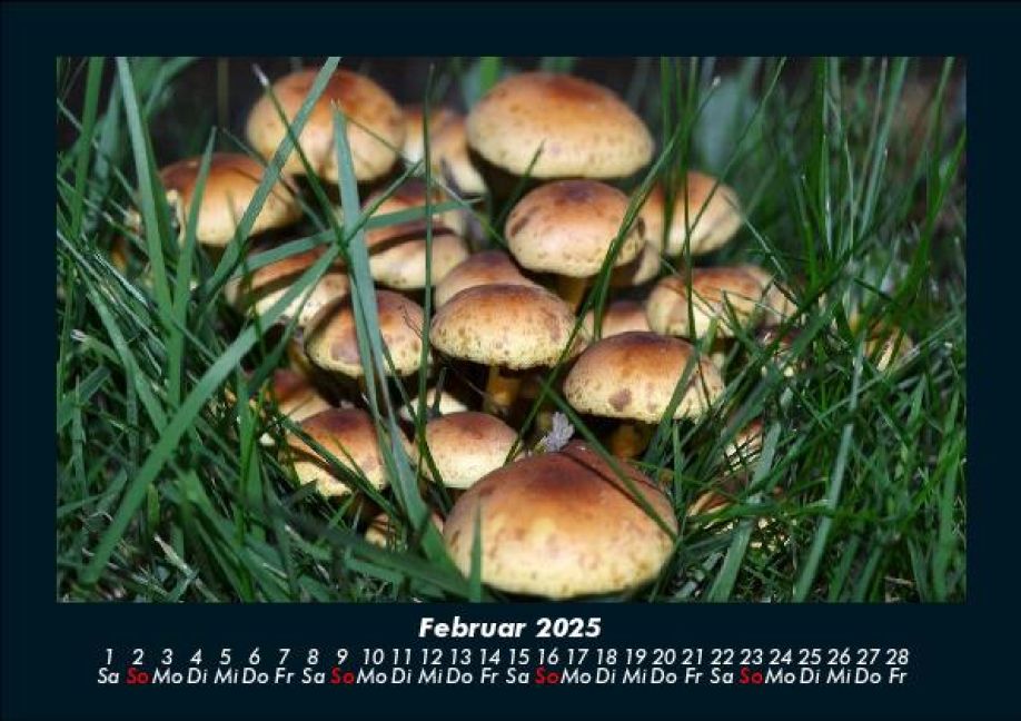 InsideView 6