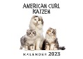 American Curl Katzen - Bibi Hübsch