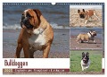 Bulldoggen - Englische und Französische Bulldoggen (Wandkalender 2025 DIN A3 quer), CALVENDO Monatskalender - Chawera Chawera