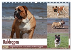 Bulldoggen - Englische und Französische Bulldoggen (Wandkalender 2025 DIN A3 quer), CALVENDO Monatskalender - Chawera Chawera