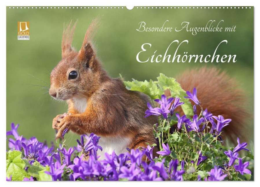 Besondere Augenblicke mit Eichhörnchen (Wandkalender 2025 DIN A2 quer), CALVENDO Monatskalender - Tine Meier