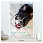 Boston Terrier der Hund 2026 (hochwertiger Premium Wandkalender 2026 DIN A2 hoch), Kunstdruck in Hochglanz - Nailia Schwarz