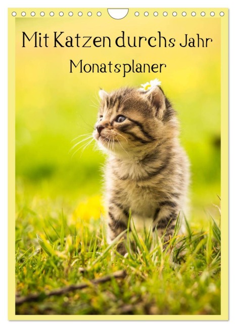 Mit Katzen durchs Jahr / Planer (Wandkalender 2026 DIN A4 hoch), CALVENDO Monatskalender - Yvonne Obermüller Fotografie