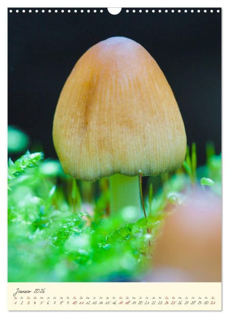 InsideView 6