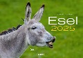 Esel Kalender 2025 - J. -L. Klein, M. -L. Hubert