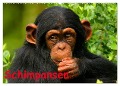 Schimpansen (Wandkalender 2025 DIN A2 quer), CALVENDO Monatskalender - Elisabeth Stanzer