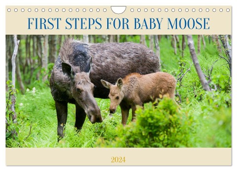 FIRST STEPS FOR BABY MOOSE (Wall Calendar 2024 DIN A4 landscape), CALVENDO 12 Month Wall Calendar - Philippe Henry