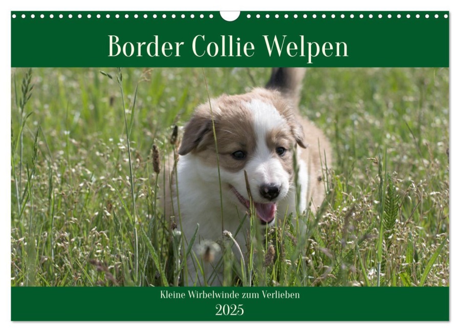 Border Collie Welpen - Kleine Wirbelwinde zum Verlieben (Wandkalender 2025 DIN A3 quer), CALVENDO Monatskalender - Volko Neitmann