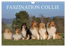 Cover-Bild zum Titel 'Faszination Collie 2026 (Wandkalender 2026 DIN A4 quer), CALVENDO Monatskalender' von 'Sigrid Starick'