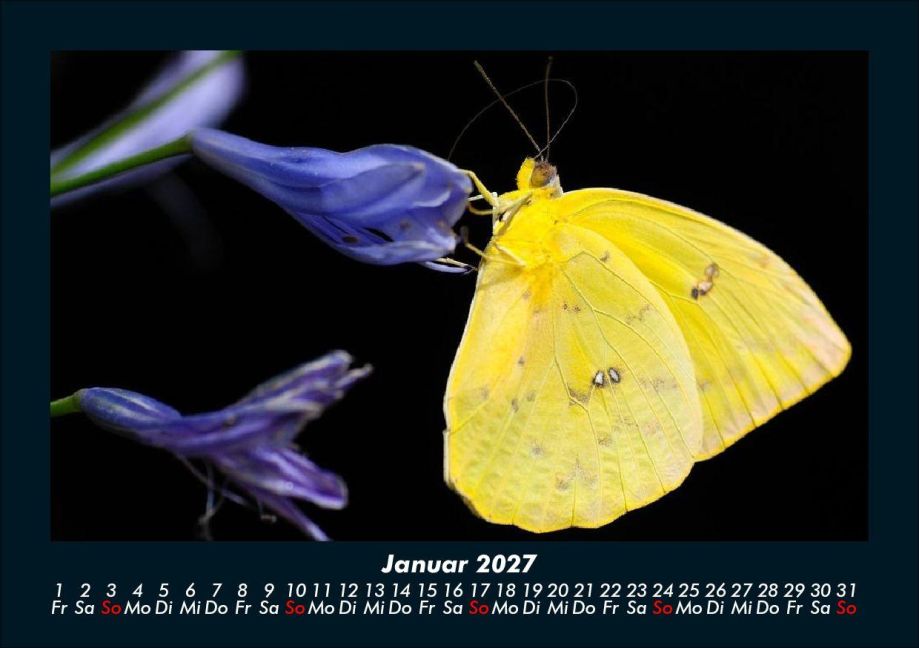 InsideView 5