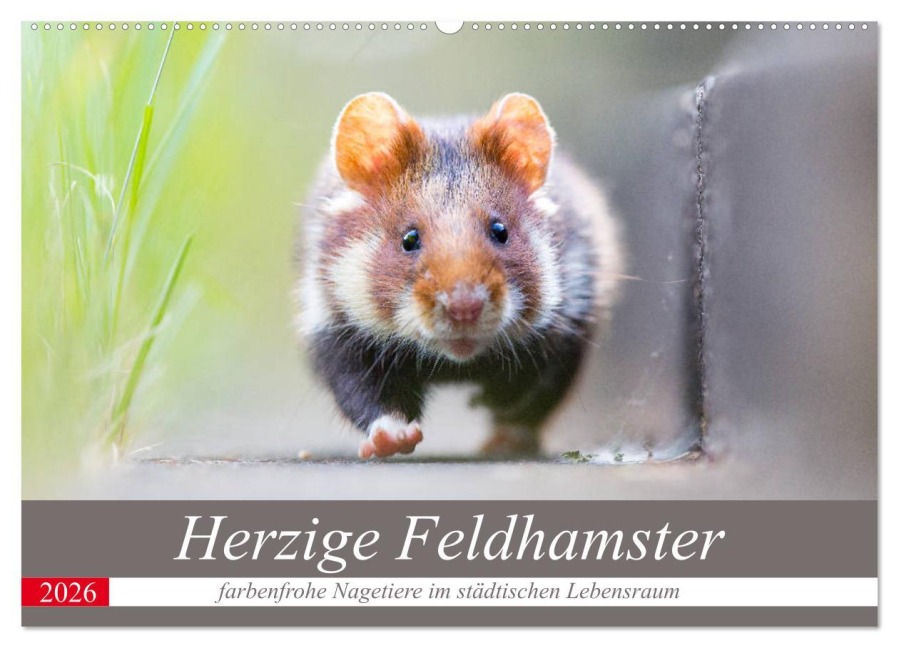 Herzige Feldhamster - farbenfrohe Nagetiere im städtischen Lebensraum (Wandkalender 2026 DIN A2 quer), CALVENDO Monatskalender - Perdita Petzl