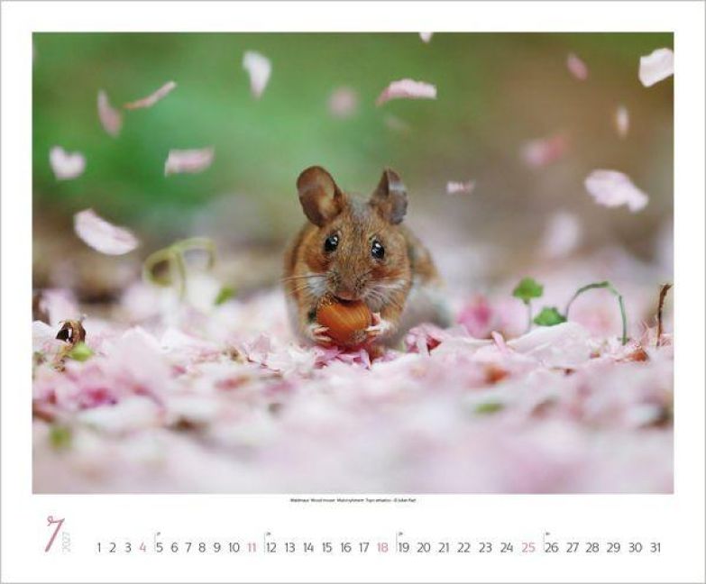 InsideView 7