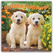Cover-Bild zum Titel 'Golden Retriever Puppies - Golden Retriever Welpen 2027 - 16-Monatskalender' von 'Browntrout Publishers'