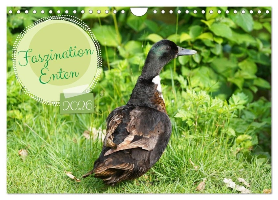 Faszination Enten (Wandkalender 2026 DIN A4 quer), CALVENDO Monatskalender - Babett Paul - Babetts Bildergalerie