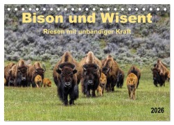 Bison und Wisent - Riesen mit unbändiger Kraft (Tischkalender 2026 DIN A5 quer), CALVENDO Monatskalender - Peter Roder
