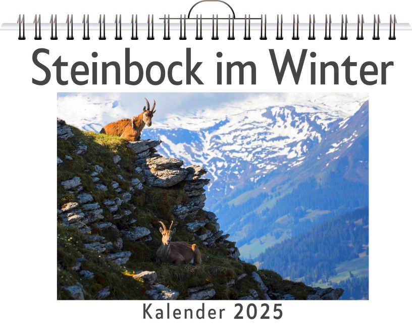 Steinbock im Winter - Max Schwarz