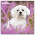 Maltese - Malteser 2025 - 16-Monatskalender - Avonside Publishing Ltd