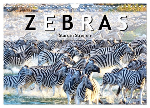 Zebras, Stars in Streifen (Wandkalender 2025 DIN A4 quer), CALVENDO Monatskalender - Robert Styppa