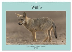 Cover-Bild zum Titel 'Wölfe, Impressionen aus der Lausitz (Wandkalender 2026 DIN A2 quer), CALVENDO Monatskalender' von 'Steffen Heiber'