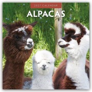 Cover-Bild zum Titel 'Alpacas - Alpakas 2027 - 16-Monatskalender' von 'Robin Red'