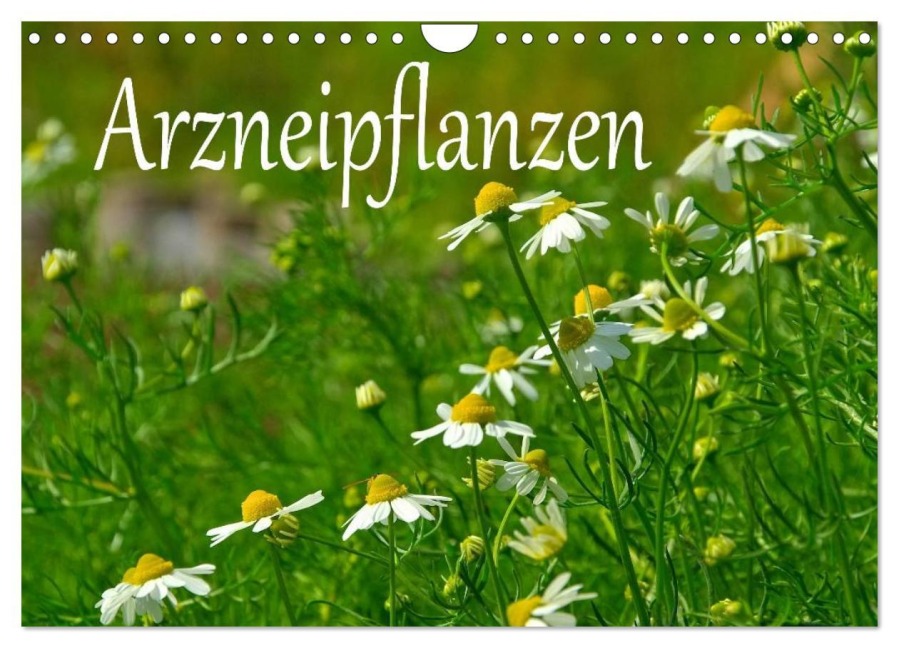 Arzneipflanzen (Wandkalender 2026 DIN A4 quer), CALVENDO Monatskalender - LianeM LianeM