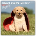 Yellow Labrador Retriever Puppies - Weiße Labradorwelpen 2025 - Avonside Publishing Ltd