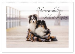 Herzensshelties - Shetland Sheepdogs (Wandkalender 2026 DIN A2 quer), CALVENDO Monatskalender - Madlen Kudla