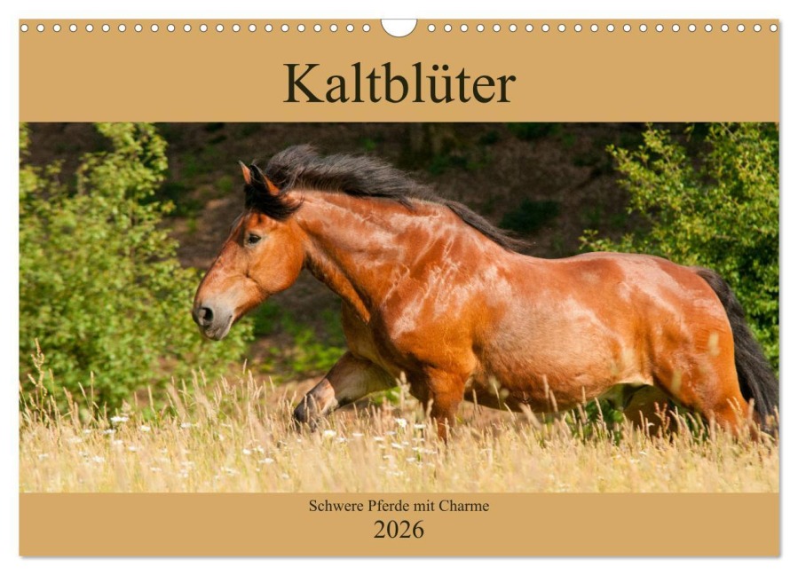 Kaltblüter - Schwere Pferde mit Charme (Wandkalender 2026 DIN A3 quer), CALVENDO Monatskalender - Meike Bölts