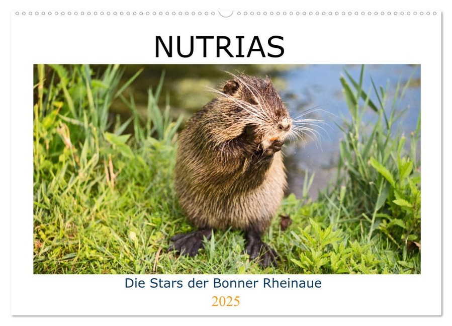 NUTRIAS - Die Stars der Bonner Rheinaue (Wandkalender 2025 DIN A2 quer), CALVENDO Monatskalender - U. Boettcher