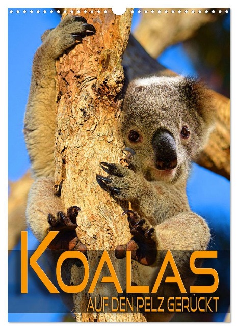 Koalas auf den Pelz gerückt (Wandkalender 2025 DIN A3 hoch), CALVENDO Monatskalender - Renate Utz