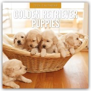 Golden Retriever Puppies - Golden Retriever Welpen 2026 - 16-Monatskalender - Robin Red