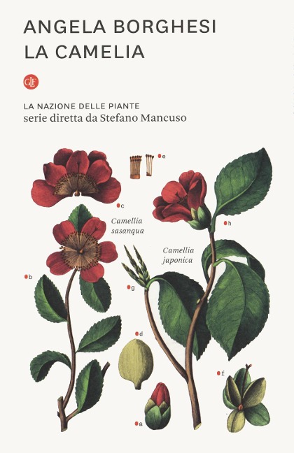 La camelia. La nazione delle piante - Angela Borghesi