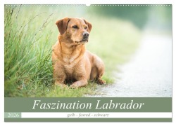Cover-Bild zum Titel 'Faszination Labrador - gelb, foxred, schwarz (Wandkalender 2026 DIN A2 quer), CALVENDO Monatskalender' von 'Cornelia Strunz'