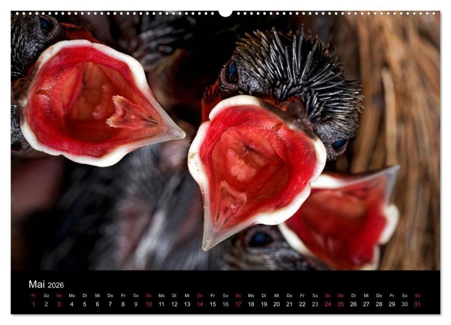 InsideView 10