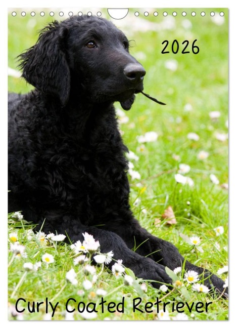 Curly Coated Retriever 2026 (Wandkalender 2026 DIN A4 hoch), CALVENDO Monatskalender - Vika-Foto Vika-Foto