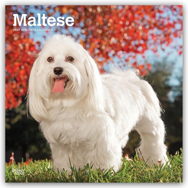 Maltese - Malteser 2027 - 16-Monatskalender - Browntrout Publishers