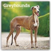 Cover-Bild zum Titel 'Greyhounds - Windhunde 2027 - 16-Monatskalender' von 'Browntrout Publishers'