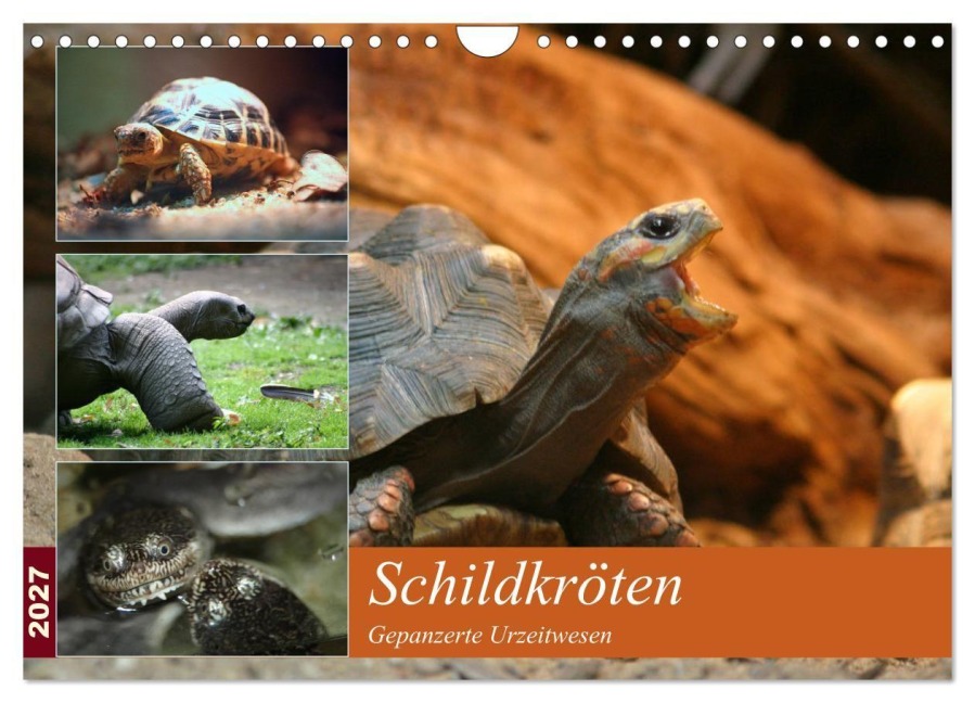 Schildkröten - Gepanzerte Urzeitwesen (Wandkalender 2027 DIN A4 quer), CALVENDO Monatskalender - Barbara Mielewczyk